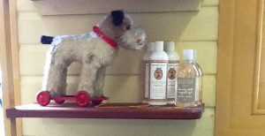 Dog on wheels